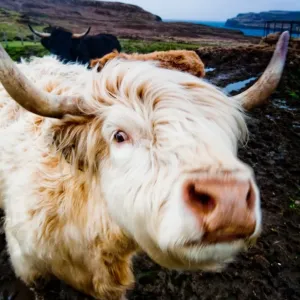 Highland Cow Highland Cow