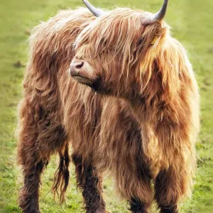 highland cow highland cow
