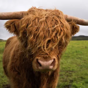 Highland cow