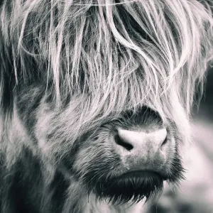 Highland Cow Highland Cow