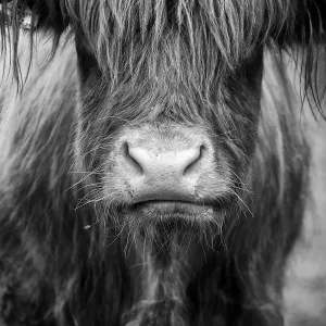 Highland Cow Art Print Highland Cow Art Print