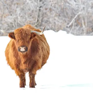 Highland Cow Print Highland Cow Print