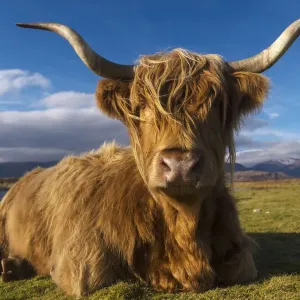 Highland Cow Print at Cuil Beach Argyll Highland Cow Print at Cuil Beach Argyll