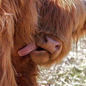 Nature & Wildlife Jigsaw Puzzle Collection: Highland Cow