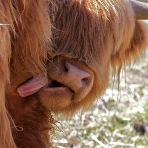 Highland Cow with Tongue Out