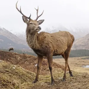 Highland Stag Print: A Close-Up in Glen Etive, Scotland Highland Stag Print: A Close-Up in Glen Etive, Scotland