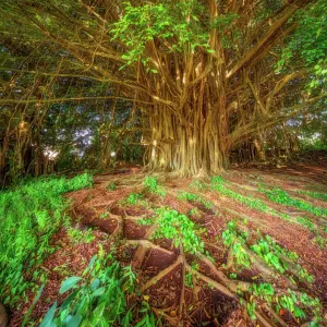 Hilo Banyan Tree #1