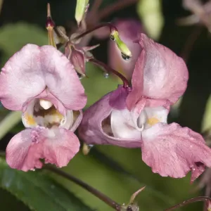 Himalayan Balsam -Impatiens glandulifera-, single flower, Untergroeningen, Baden-Wuerttemberg, Germany, Europe Himalayan Balsam -Impatiens glandulifera-, single flower, Untergroeningen, Baden-Wuerttemberg, Germany, Europe