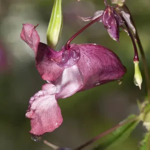 Himalayan Balsam -Impatiens glandulifera-, single flower, Untergroeningen, Baden-Wuerttemberg, Germany, Europe Himalayan Balsam -Impatiens glandulifera-, single flower, Untergroeningen, Baden-Wuerttemberg, Germany, Europe