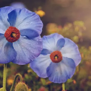 Himalayan Blue Poppy Print - Bhutan's National Flower