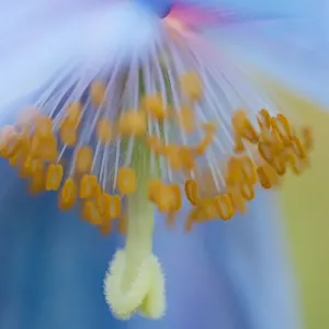 Himalayan Poppy Macro Himalayan Poppy Macro