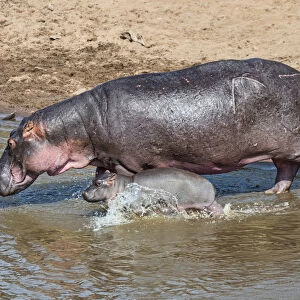 Hippopotamus -Hippopotamus amphibius- adult female with young, Mara River, Msai Mara National Reserve, Kenya