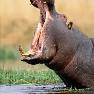 Hippopotamus Print with Wide Open Mouth Hippopotamus Print with Wide Open Mouth