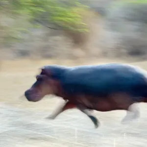 Hippopotamus Print, Mana Pools NP, Zimbabwe Hippopotamus Print, Mana Pools NP, Zimbabwe