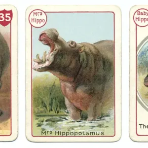Three Hippopotamus Playing Cards Print, Chromolithography Three Hippopotamus Playing Cards Print, Chromolithography