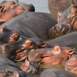 Hippopotamus, South Luangwa National Park, Zambia