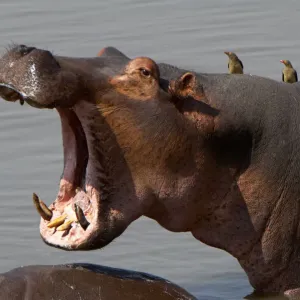 Hippopotamus, South Luangwa National Park, Zambia Hippopotamus, South Luangwa National Park, Zambia
