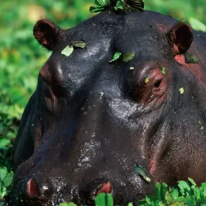 Hippopotamus surrounded by green leaves in pond, close-up Hippopotamus surrounded by green leaves in pond, close-up