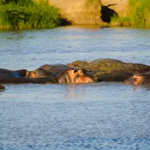 Hippos Hippos