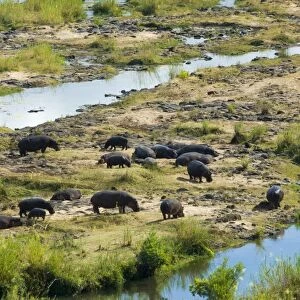 Hippos -Hippopotamus amphibius-, herd at a River, Kruger National Park, South Africa