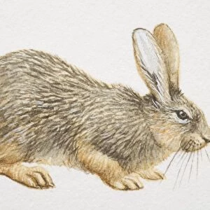 Hispid Hare (caprolagus hispidus), crouching, side view