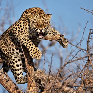 Hissing leopard on a tree in Namibia