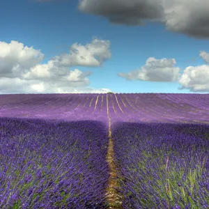 Hitchin lavender