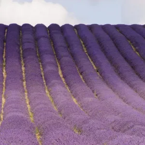 Hitchin lavender Hitchin lavender