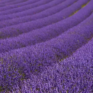Hitchin Lavender Hitchin Lavender