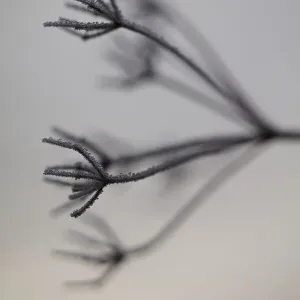 Hoar Frost on Plant Hoar Frost on Plant