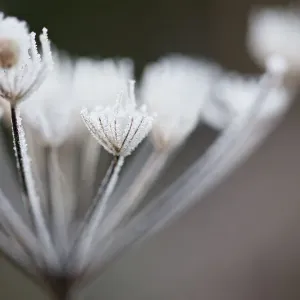 Hoar Frost on Plant Hoar Frost on Plant