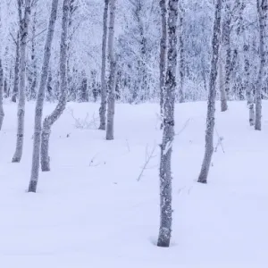 Hoar Frosted Birch trees Hoar Frosted Birch trees