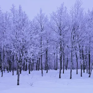 Hoar Frosted Birch Trees Hoar Frosted Birch Trees