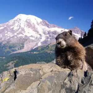 Hoary Marmot Print, Mt. Rainier Landscape Photography Hoary Marmot Print, Mt. Rainier Landscape Photography