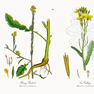 Hoary Mustard, Brassica adpressa, Victorian Botanical Illustration, 1863