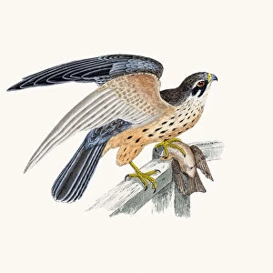 Hobby small falcon bird of prey