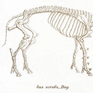 Hog skeleton engraving 1803