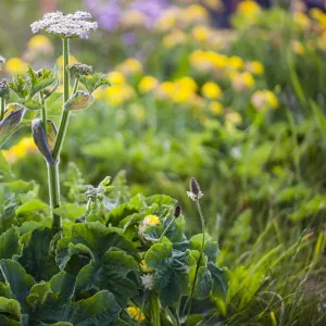 Hogweed -Heracleum-, Cornwall, England, United Kingdom