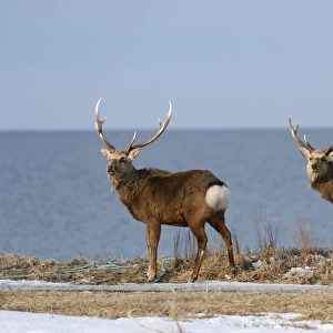 Two Hokkaido sika deer, Spotted deer or Japanese deer -Cervus nippon yesoensis-, males, stags, Sea of ??Okhotsk at back, Shiretoko Nationalpark, Rausu, Hokkaido, Japan