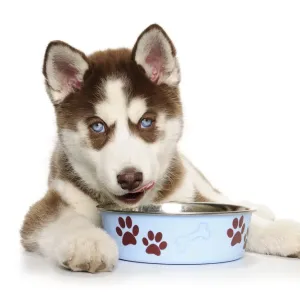 Holiday Christmas Puppy Print - Blue Food Dish with Brown Paw Prints Holiday Christmas Puppy Print - Blue Food Dish with Brown Paw Prints
