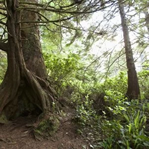 A hollow old growth giant redwood tree along the path to South Beach in Pacific Rim National Park near Tofino; British Columbia, Canada