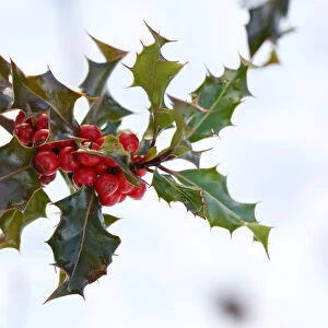 Holly with Berries