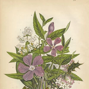 Holly, Periwinkle, Privet, Ash, Christmas, Victorian Botanical Illustration