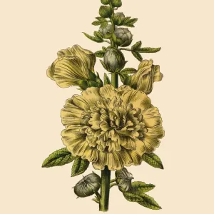 Hollyhock or Althaea Rosea Plant, Victorian Botanical Illustration Hollyhock or Althaea Rosea Plant, Victorian Botanical Illustration