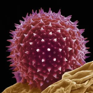 SEM Print of a Single Hollyhock Pollen Grain
