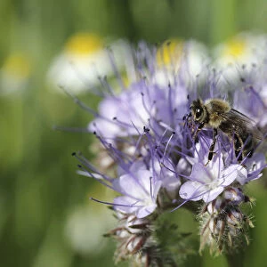 Honey been -Apis sp. - in search of food, purple flower, Phacelia, Scorpionweed or Heliotrope -Phacelia sp. -