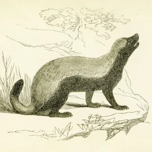 Honey badger engraving 1851