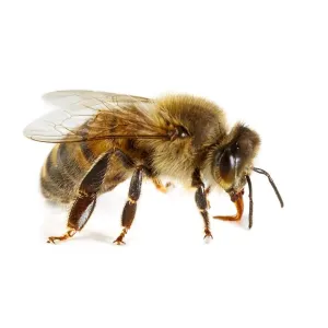 Honey bee Print (Apis mellifera) - Fine Art Wildlife Illustration Honey bee Print (Apis mellifera) - Fine Art Wildlife Illustration