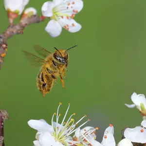 Honey bee (Apis mellifera), covered with pollen, in flight, highspeed nature photo, worker bee on a blackthorn (Prunus spinosa), Siegerland, North Rhine-Westphalia, Germany Honey bee (Apis mellifera), covered with pollen, in flight, highspeed nature photo, worker bee on a blackthorn (Prunus spinosa), Siegerland, North Rhine-Westphalia, Germany