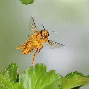 Honey bee (Apis mellifera), covered with pollen, in flight, highspeed nature photo, between leaves of gooseberry (Ribes uva-crispa), Siegerland, North Rhine-Westphalia, Germany Honey bee (Apis mellifera), covered with pollen, in flight, highspeed nature photo, between leaves of gooseberry (Ribes uva-crispa), Siegerland, North Rhine-Westphalia, Germany